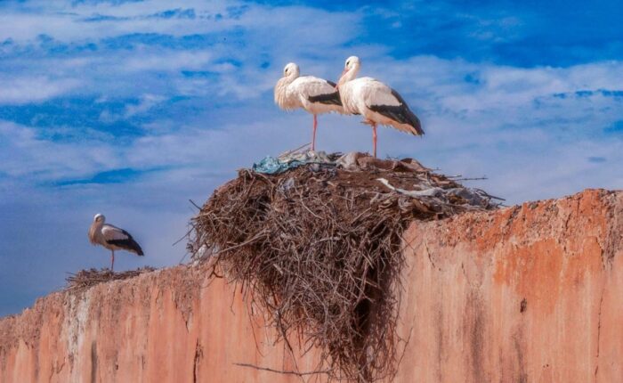 2 days tour from Ouarzazate to Zagora, Desert tour from Ouarzazate to Erg Lihoudi dunes 2 days, 2 Days Trip Ouarzazate to Chegaga.